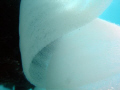   Eggs nudibranch macro cybershot sony T5  
